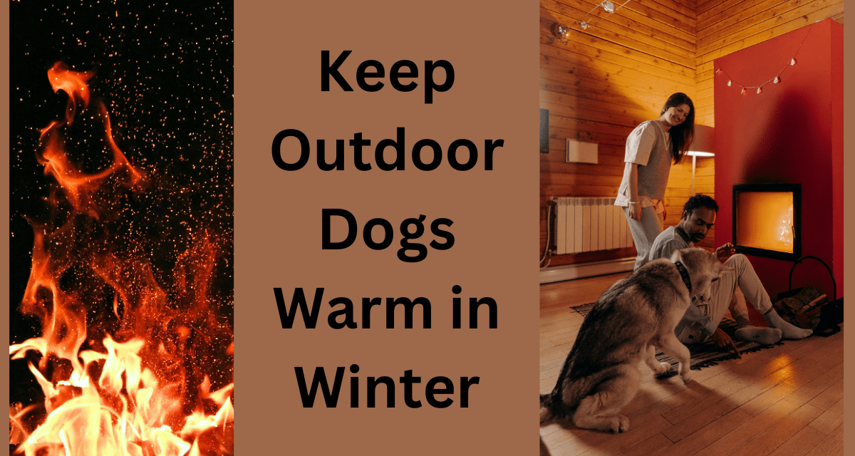 Keep Outdoor Dogs Warm in Winter