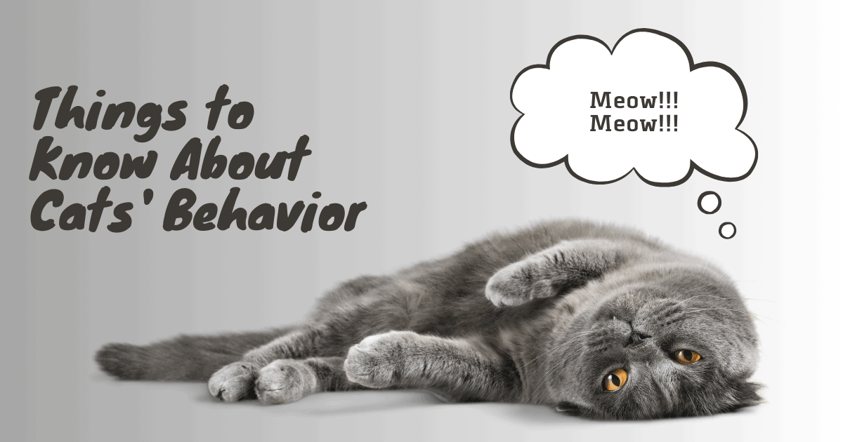 THINGS TO KNOW ABOUT CATS' BEHAVIOR