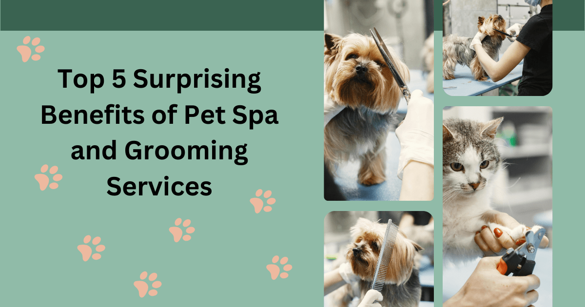 Pet Spa and Grooming Services