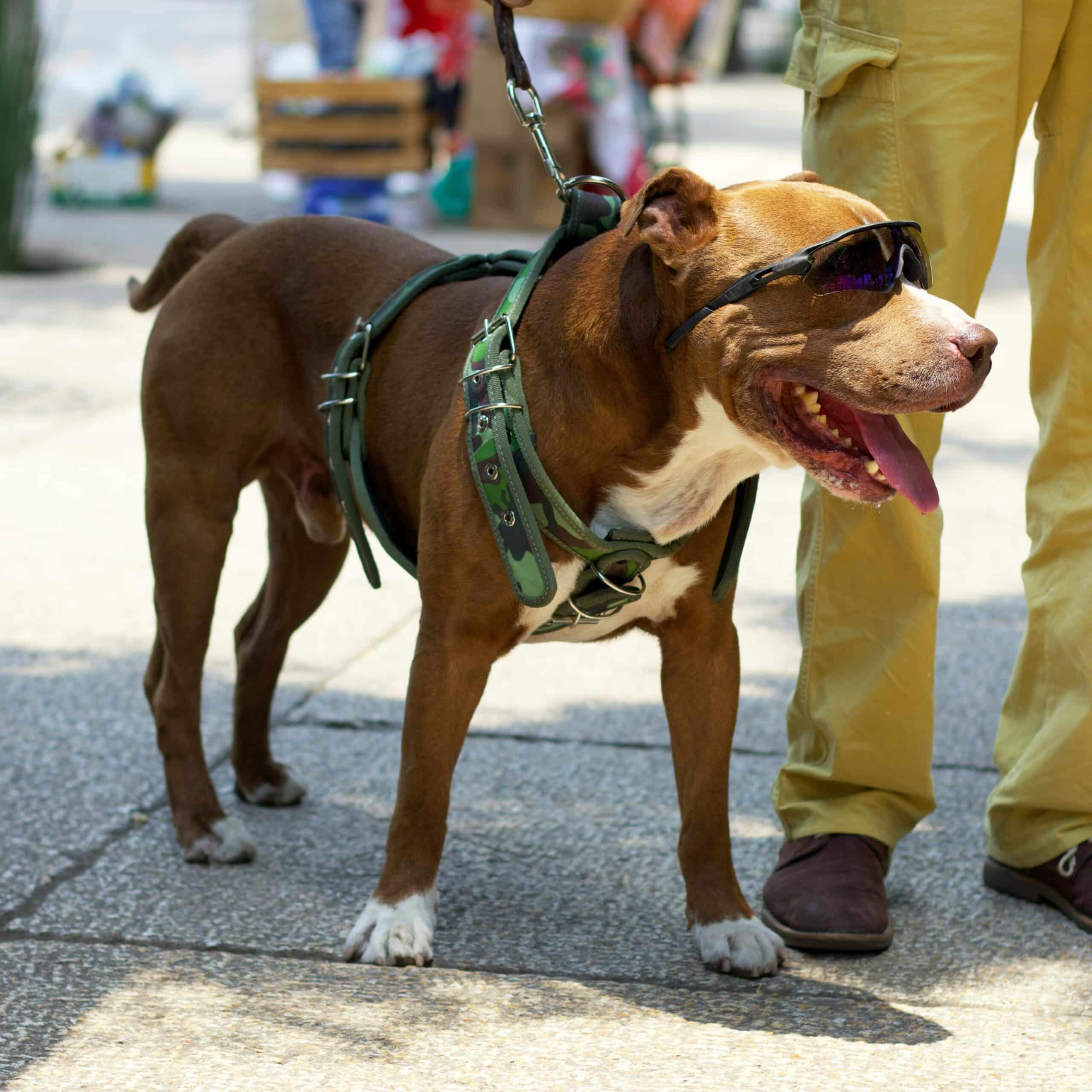 Best Pitbull Obedience Training