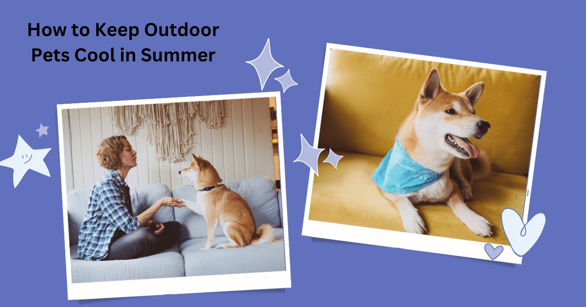 Keep Outdoor Pets Cool in Summer